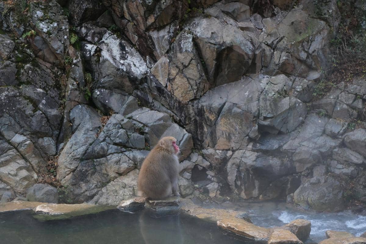 Jigokudani Monkey Park