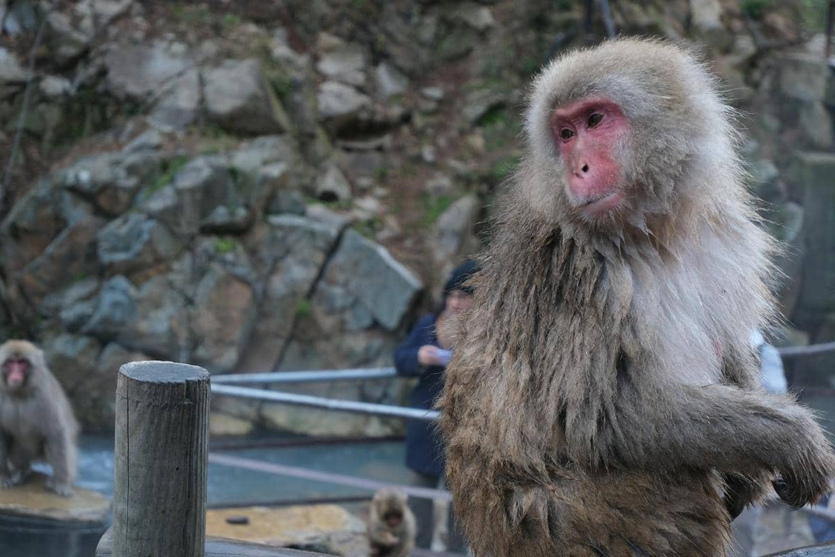 Jigokudani Monkey Park
