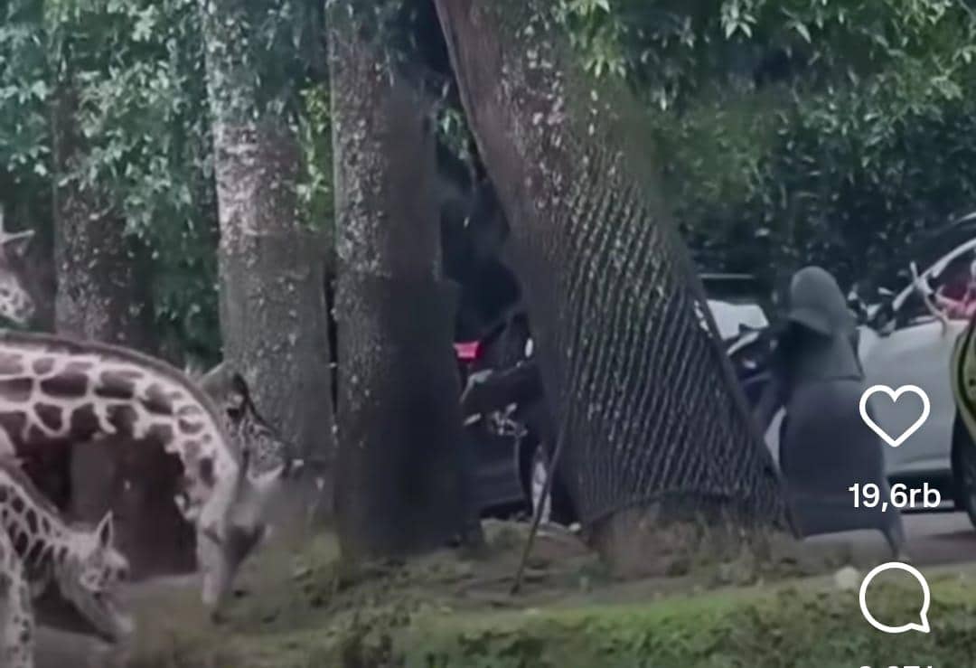 Pengunjung Taman Safari Indonesia Bogor keluar mobil untuk memberi makan jerapah di Safari Journey meskipun ada larangan