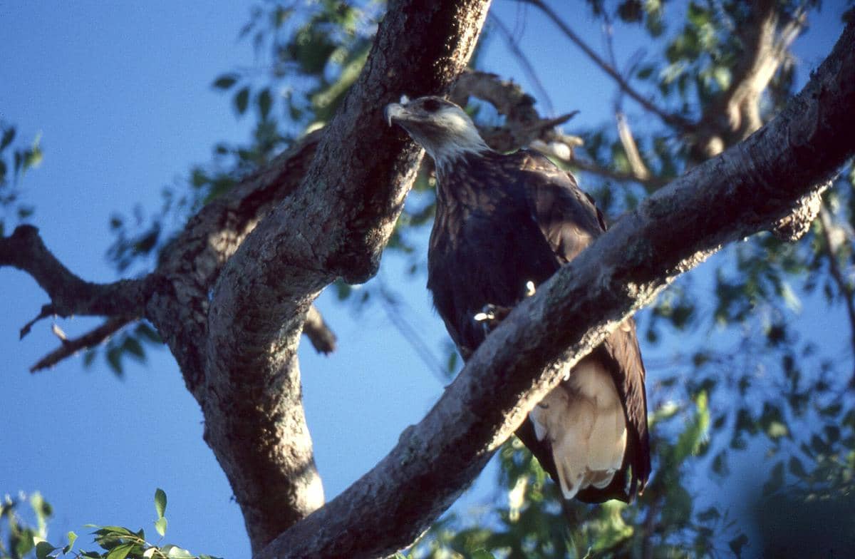 Madagascar Fish Eagle 