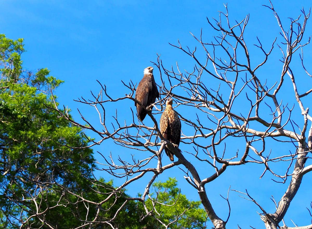 Madagascar Fish Eagle 