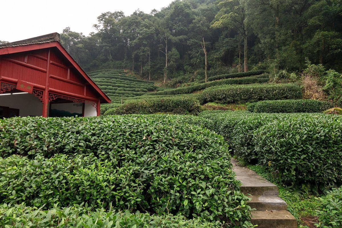 Kebun Teh Longjing