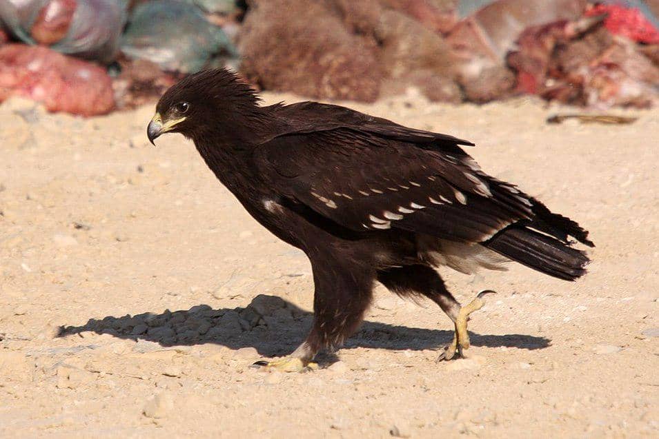 Rajawali totol berjalan di tanah.