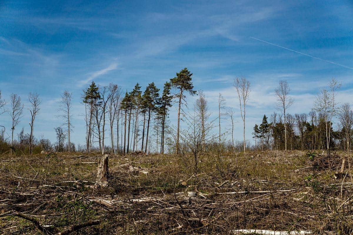 Ilustrasi penggundulan hutan
