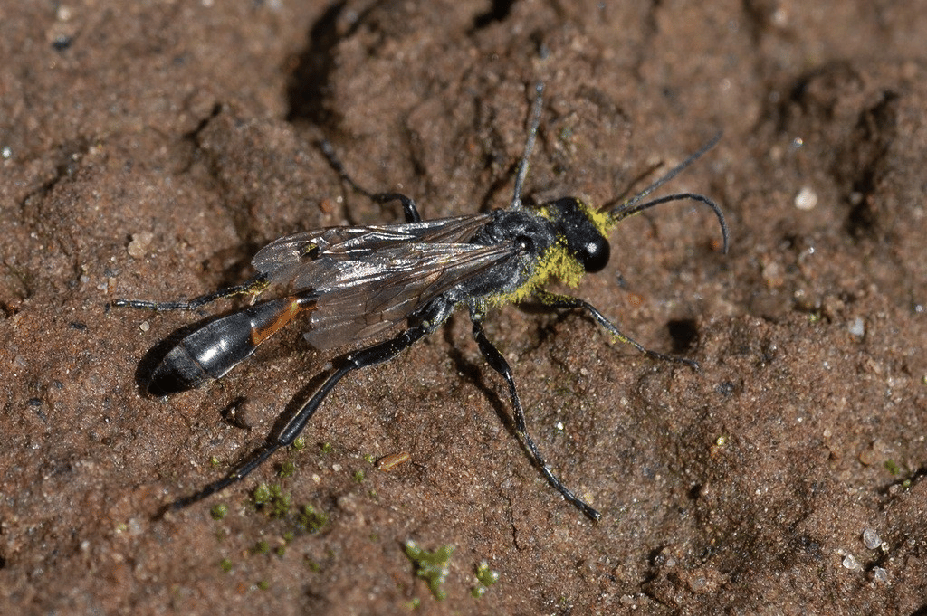 heat sand wasp