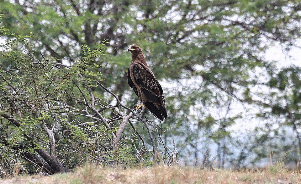 Rajawali totol bertengger tegak mengawasi mangsa.