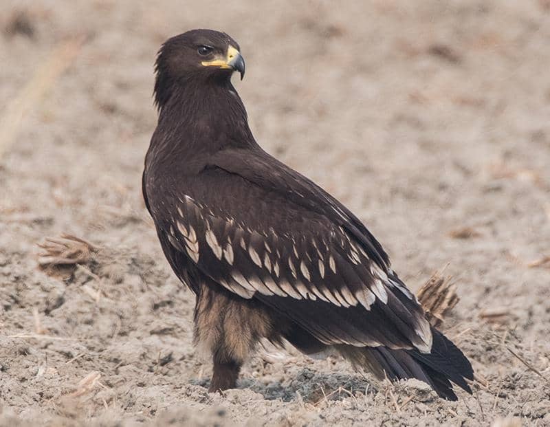 rajawali totol di lahan basah