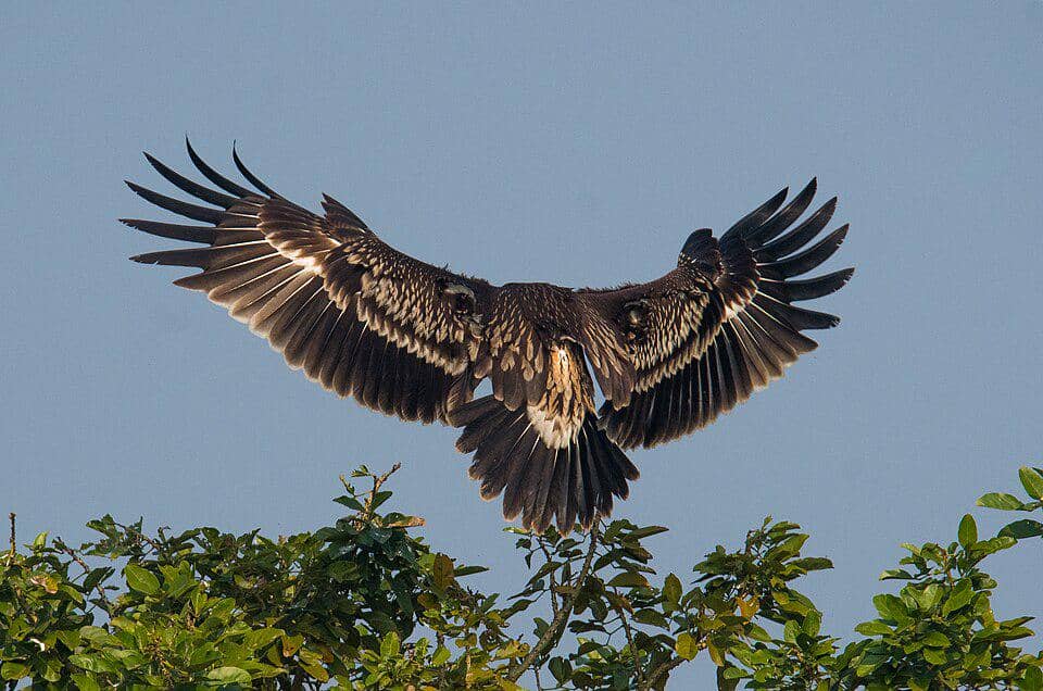 corak khas pada rajawali totol