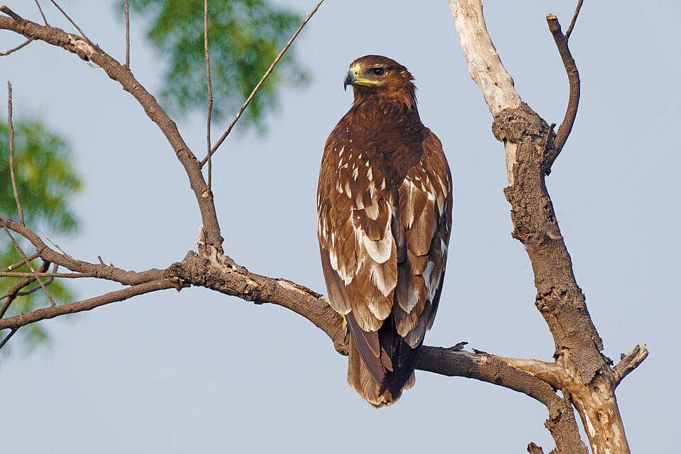 rajawali totol bertengger