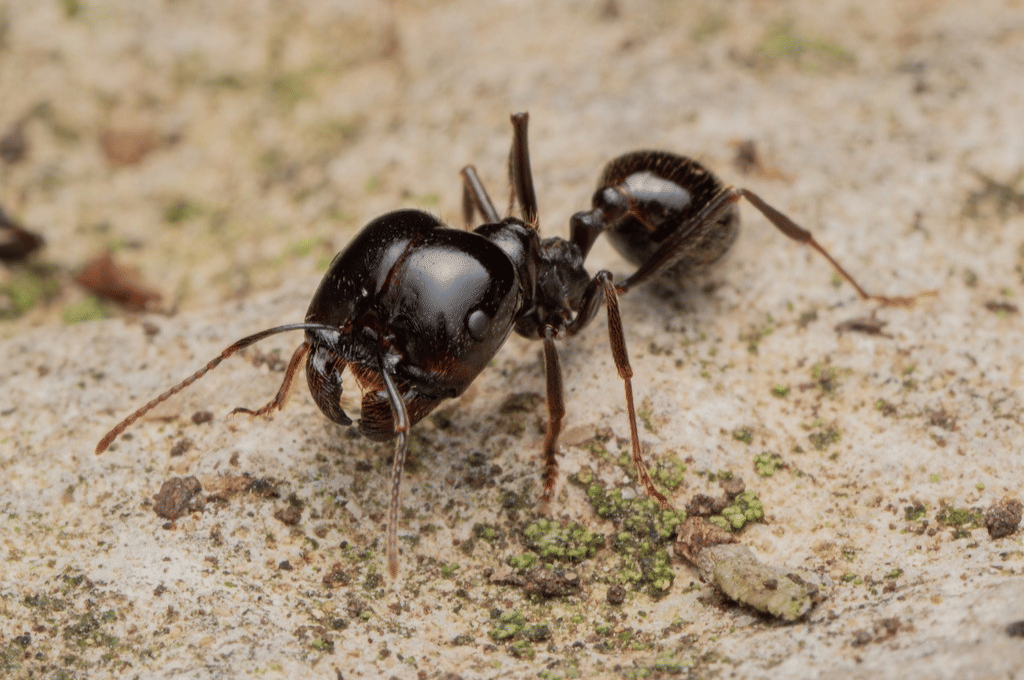 harvester ant