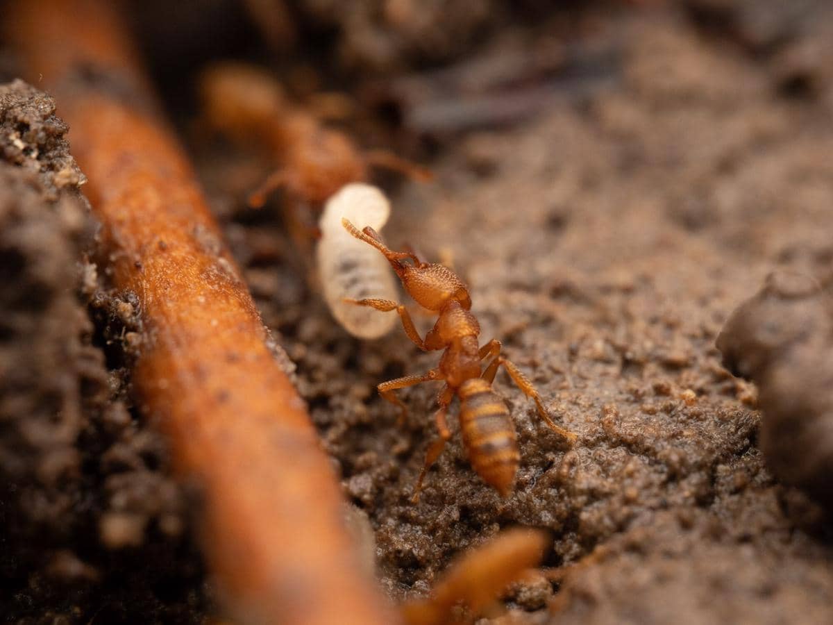 potret semut drakula sedang menghisap hemolimfa dari larva (commons.wikimedia.org/Philipp Hoenle)
