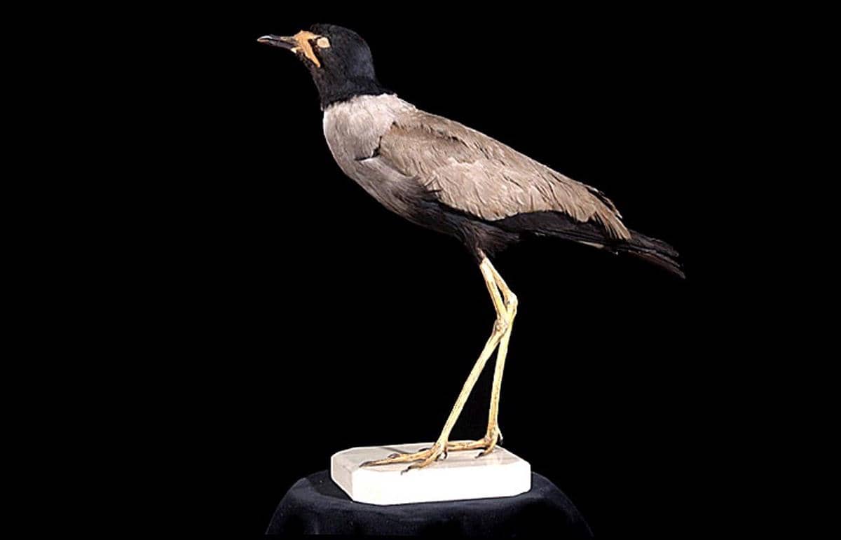 ilustrasi spesimen javan lapwing