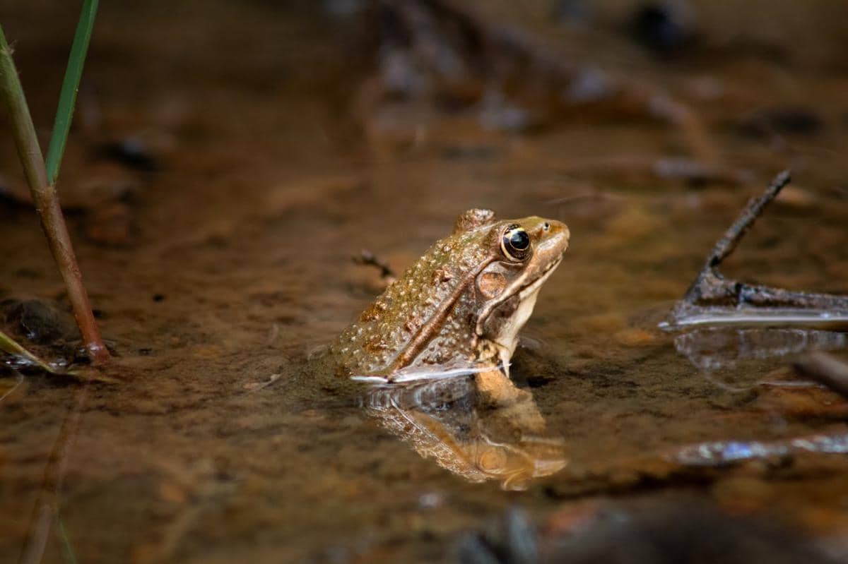 Ilustrasi katak di air dangkal