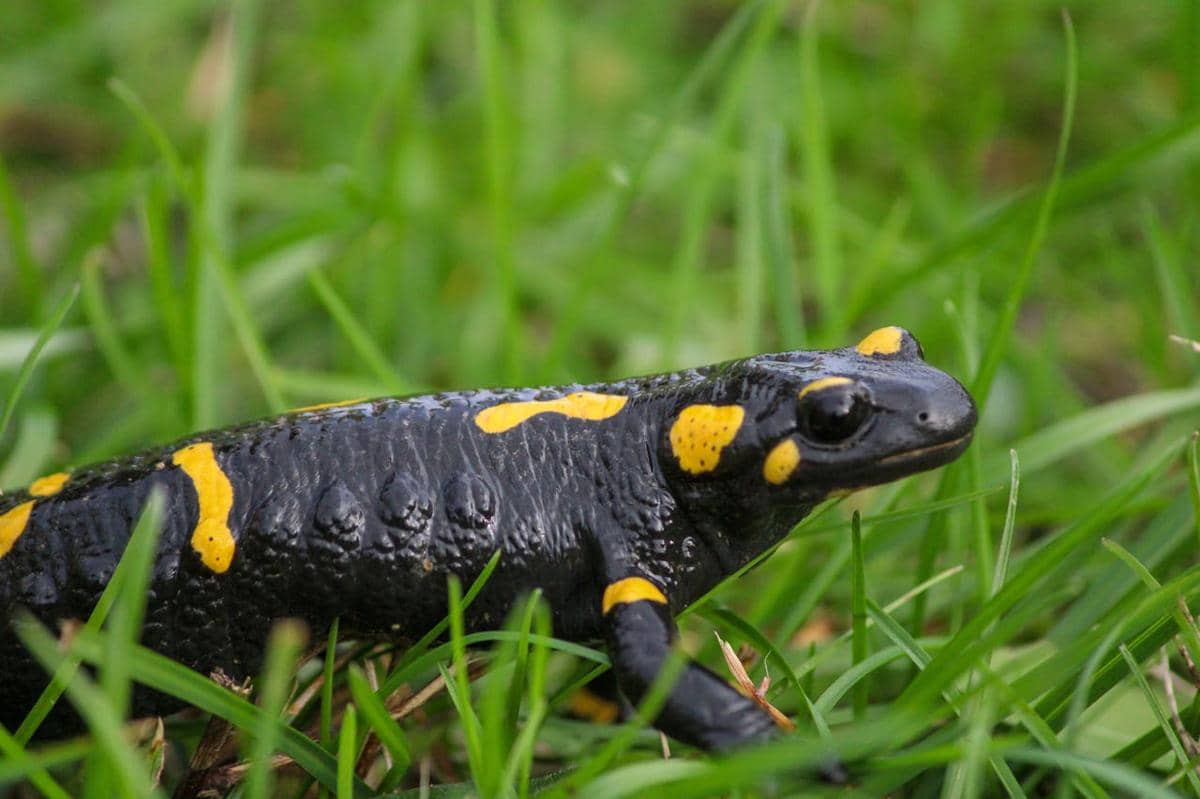 Black bellied Salamanders