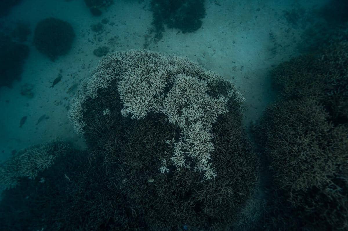 Ilustrasi pemutihan karang