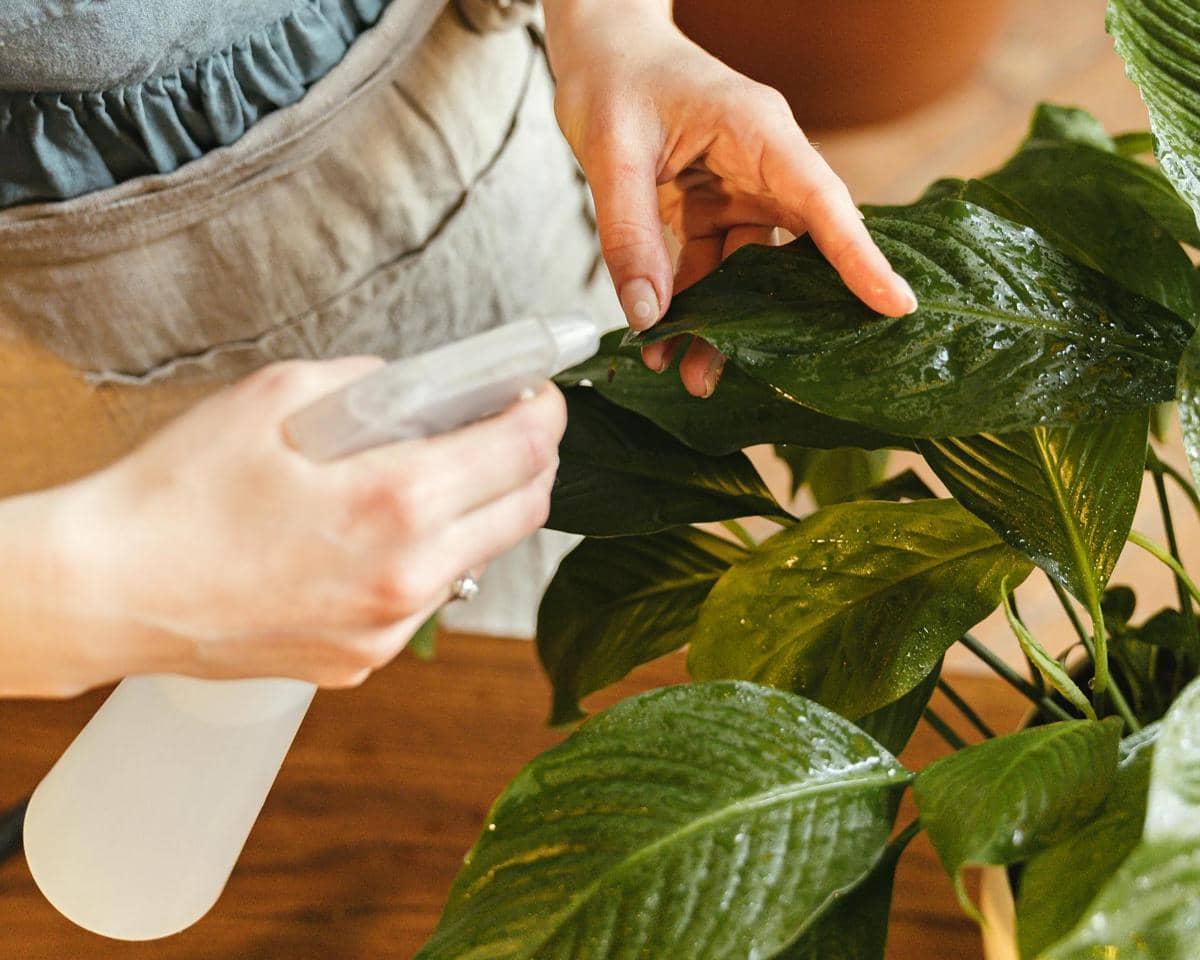Menyemprot tanaman dengan sabun lembut
