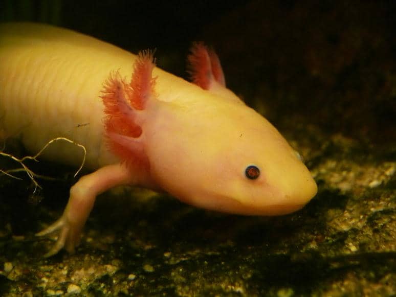 Axolotl