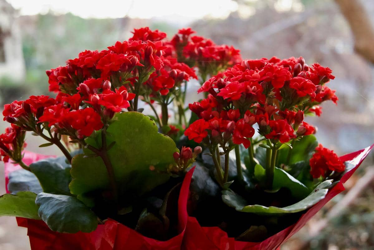 Kalanchoe blossfeldiana