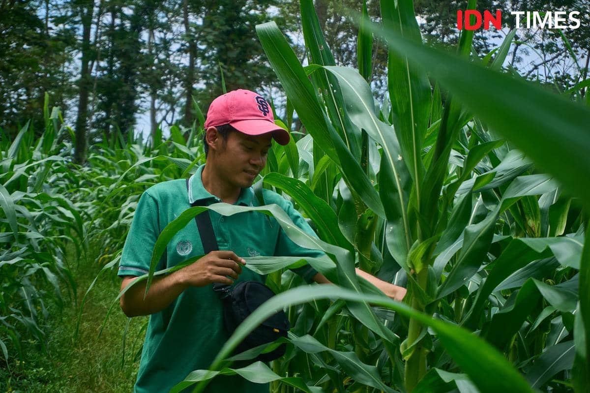 Petani muda, Muhammad Amanullah sedang mengecek pertumbuhan tanaman jagung di Magelang, Senin (22/12/2025). (IDN Times/Dhana Kencana)