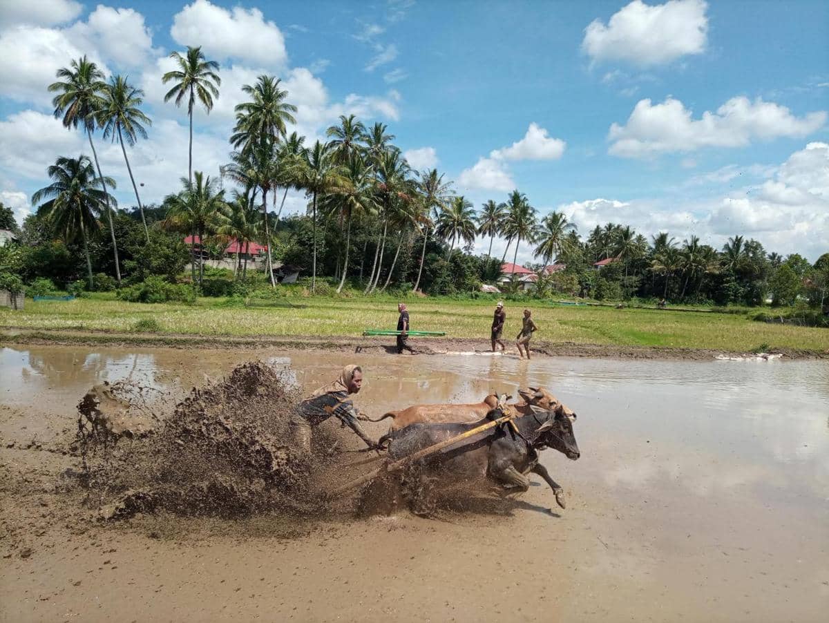 Potret atraksi Pacu Jawi di Tanah Datar, Sumatra Barat