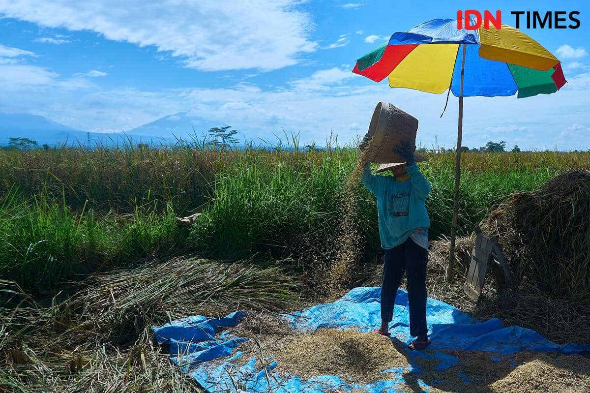Sutinah (65), petani perempuan memanen padi di Desa Candiretno, Kecamatan Secang, Kabupaten Magelang, Senin (22/12/2025). (IDN Times/Dhana Kencana)