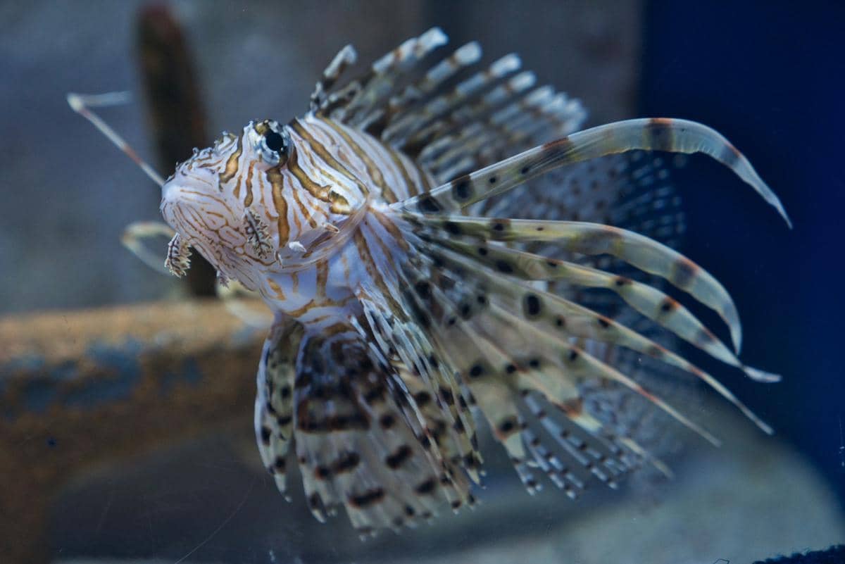 Lionfish