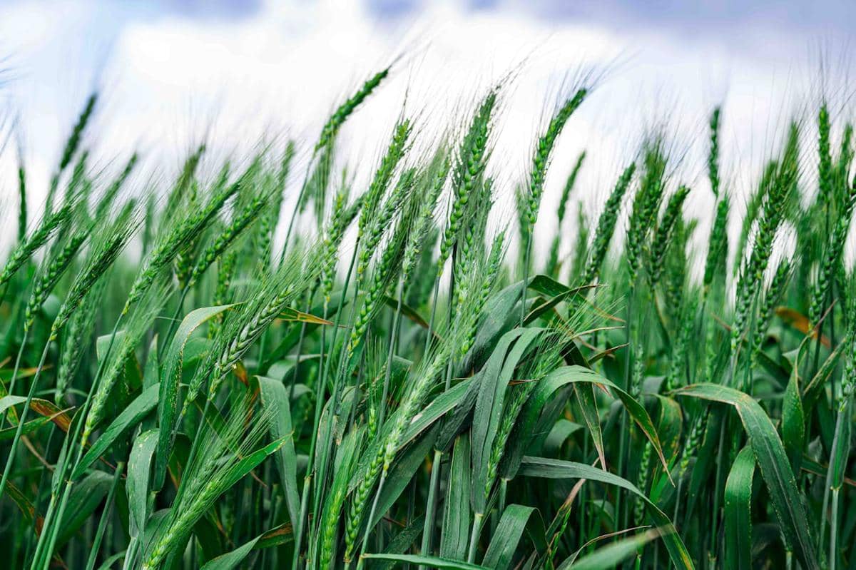 Potret tanaman gandum