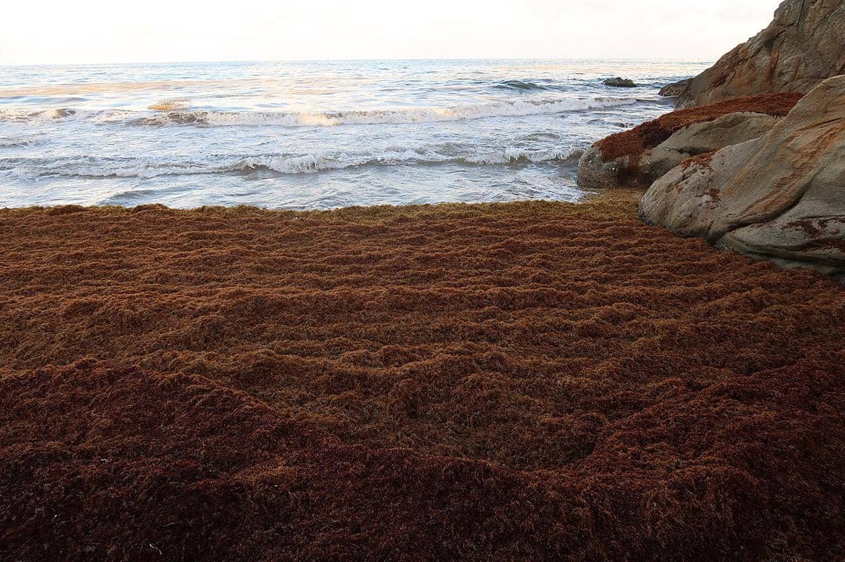 Sargassum