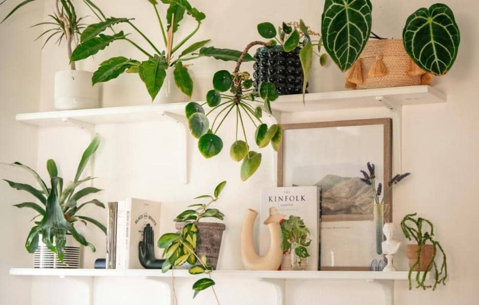 ilustrasi tanaman hias