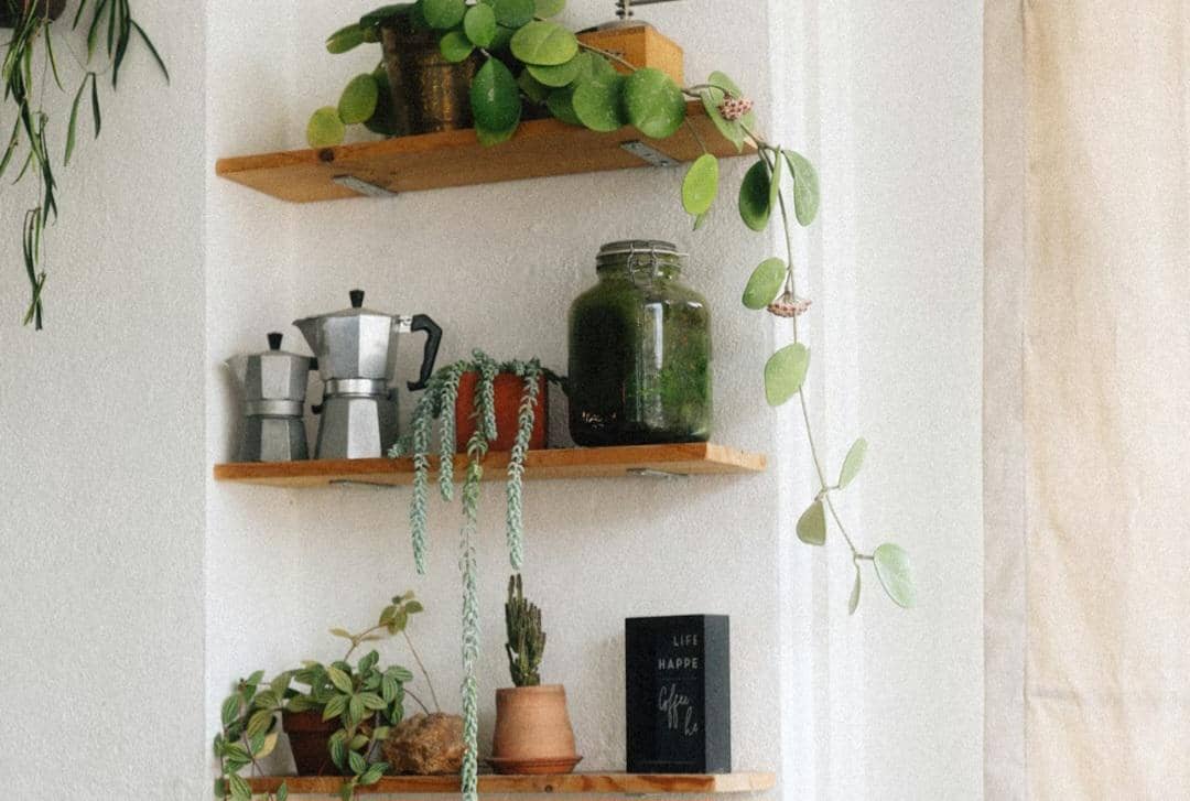 ilustrasi tanaman rambat