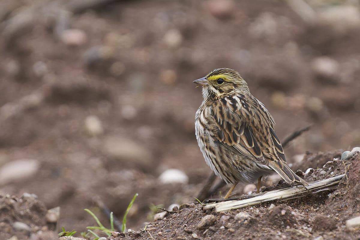 burung gereja savana
