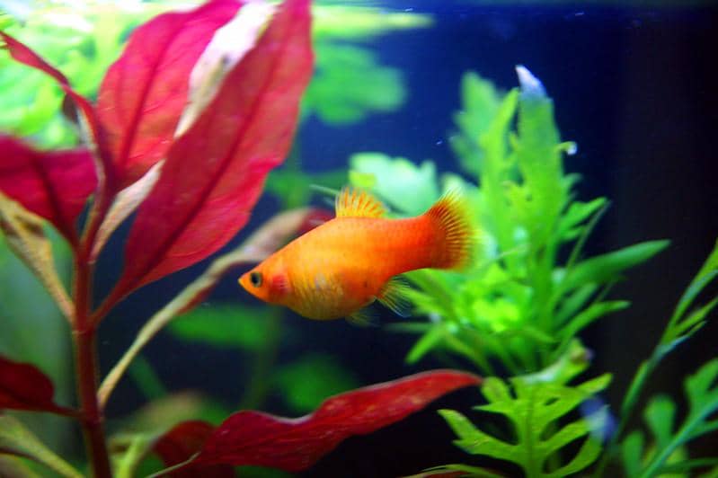 Platy fish 