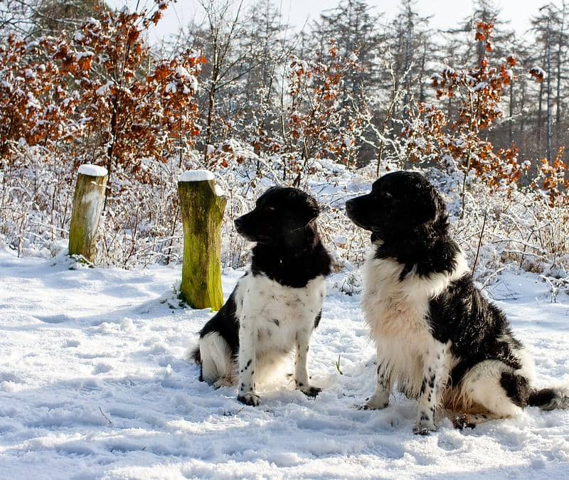 Potret dua ekor anjing Stabyhoun