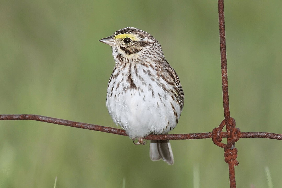 burung gereja savana