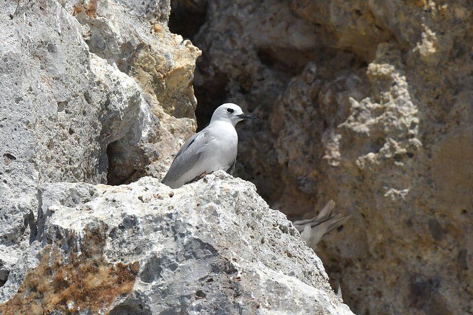 camar angguk kelabu di tebing