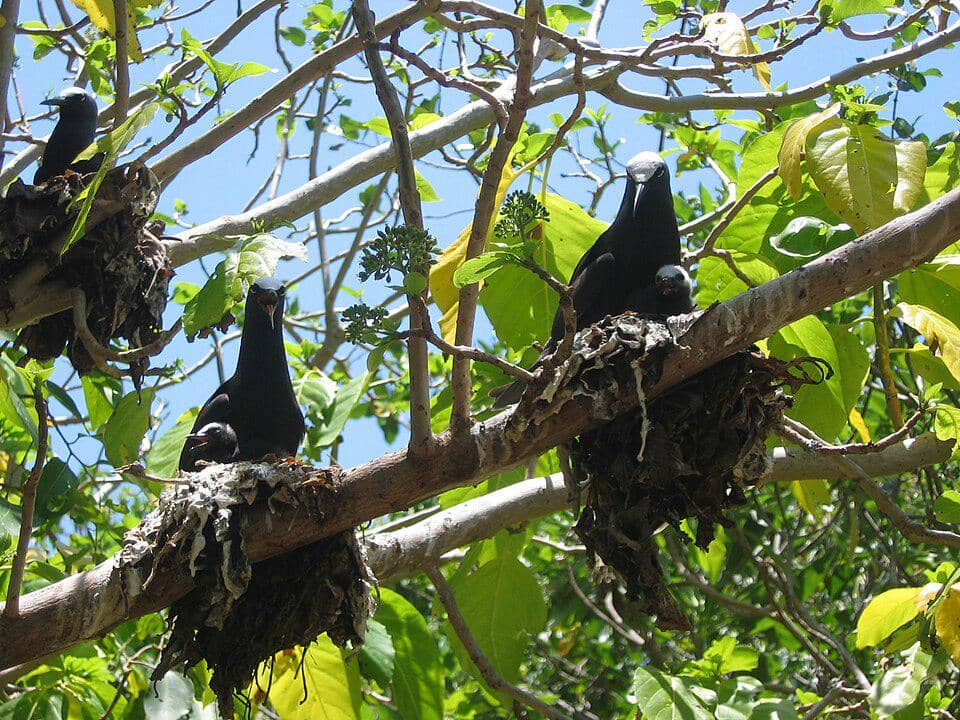 Sekelompok camar angguk cokelat bersarang berdekatan di pohon.