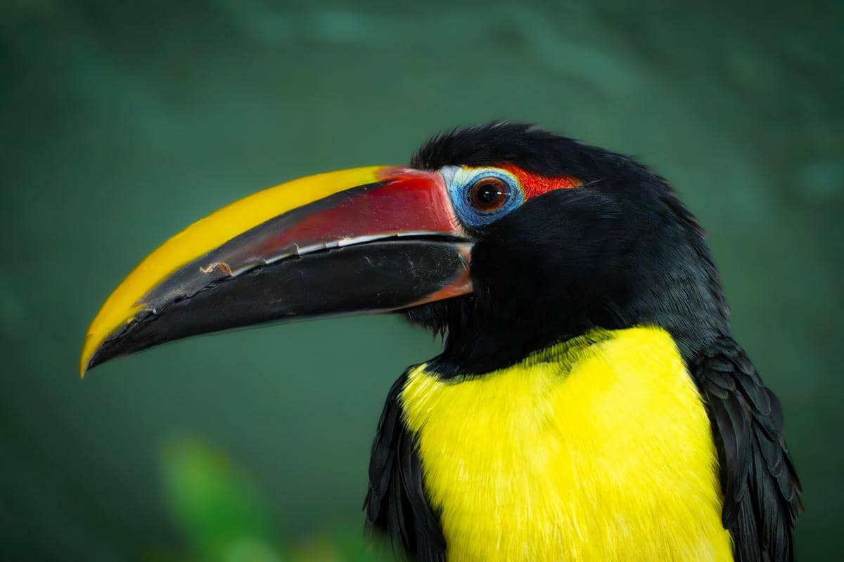 ilustrasi paruh burung