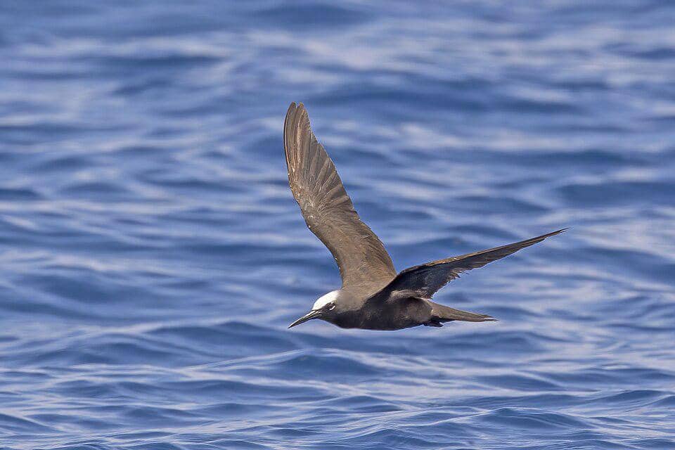 camar angguk cokelat terbang rendah
