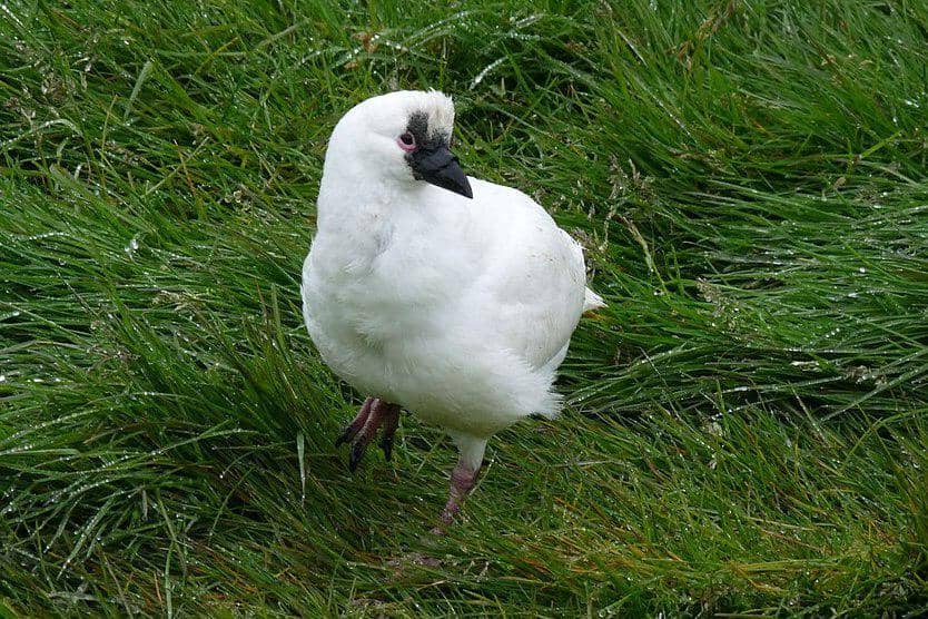 cerek es muka hitam di rumput rumpun