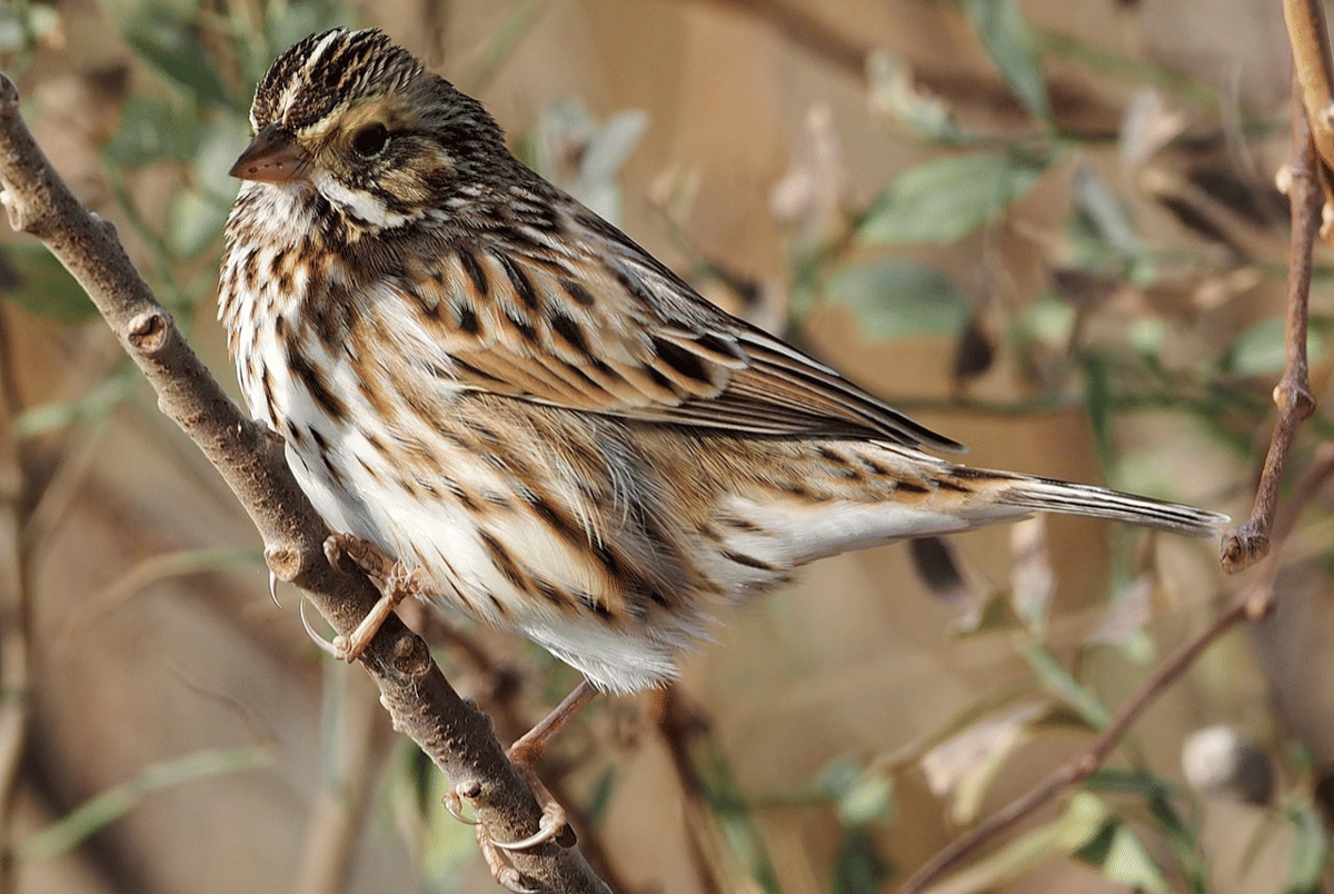 burung gereja savana