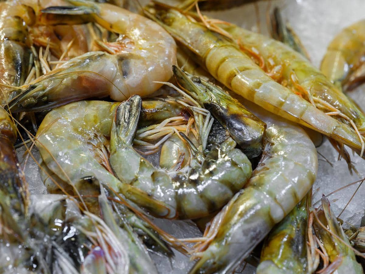 ilustrasi udang fresh