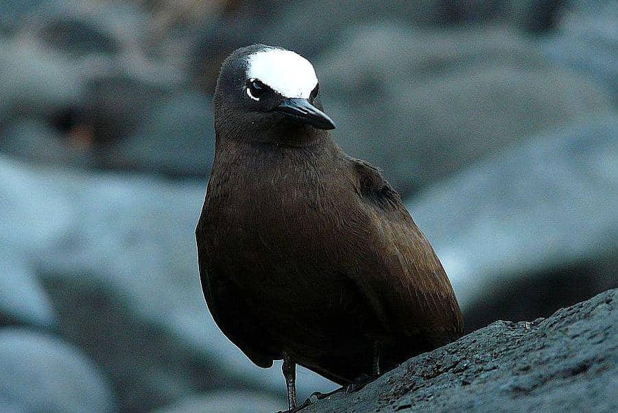 tampilan camar angguk