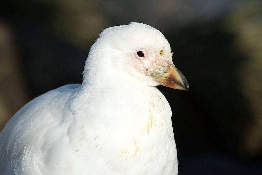 tampak dekat cerek es