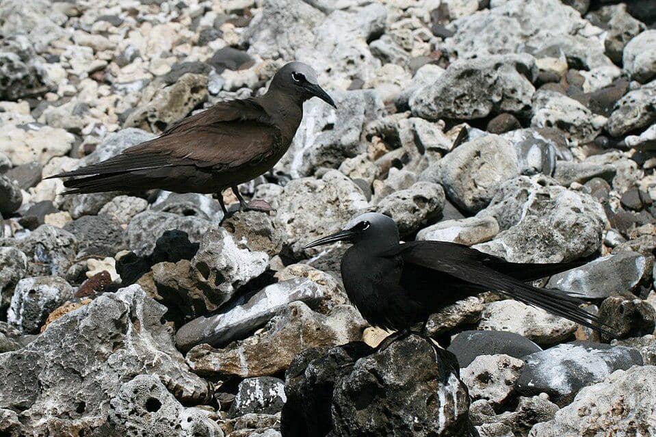 camar angguk cokelat dan camar angguk hitam terlihat bersama