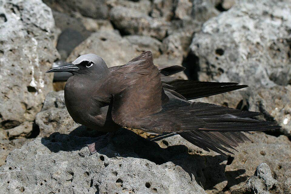 camar angguk cokelat sedang berjemur