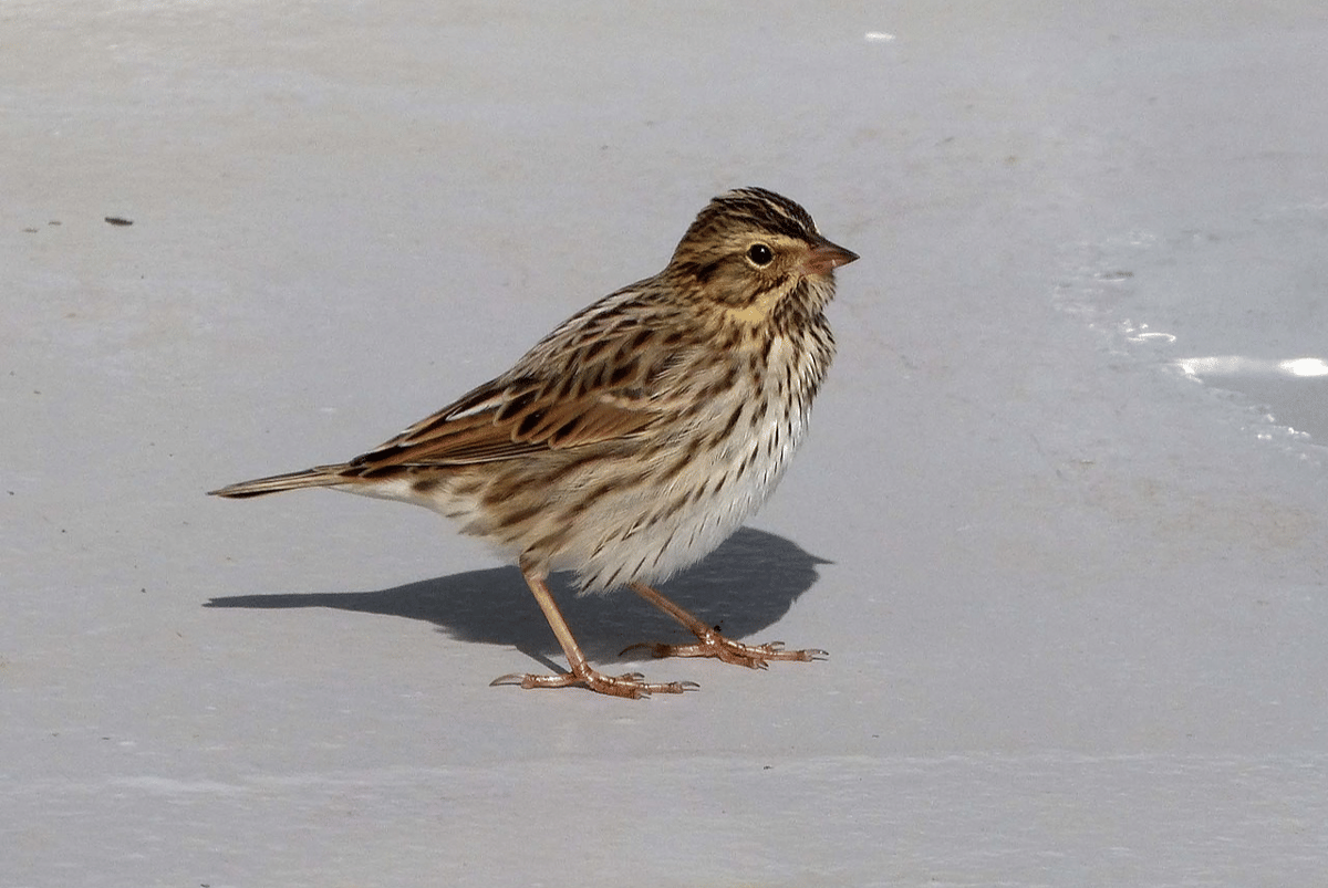 burung gereja savana