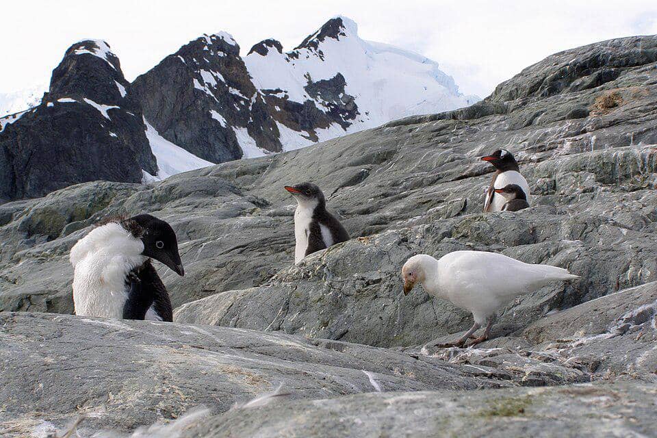 cerek es di dekat penguin Adelie dan penguin gentoo