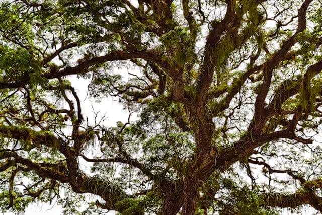 ilustrasi pohon trembesi