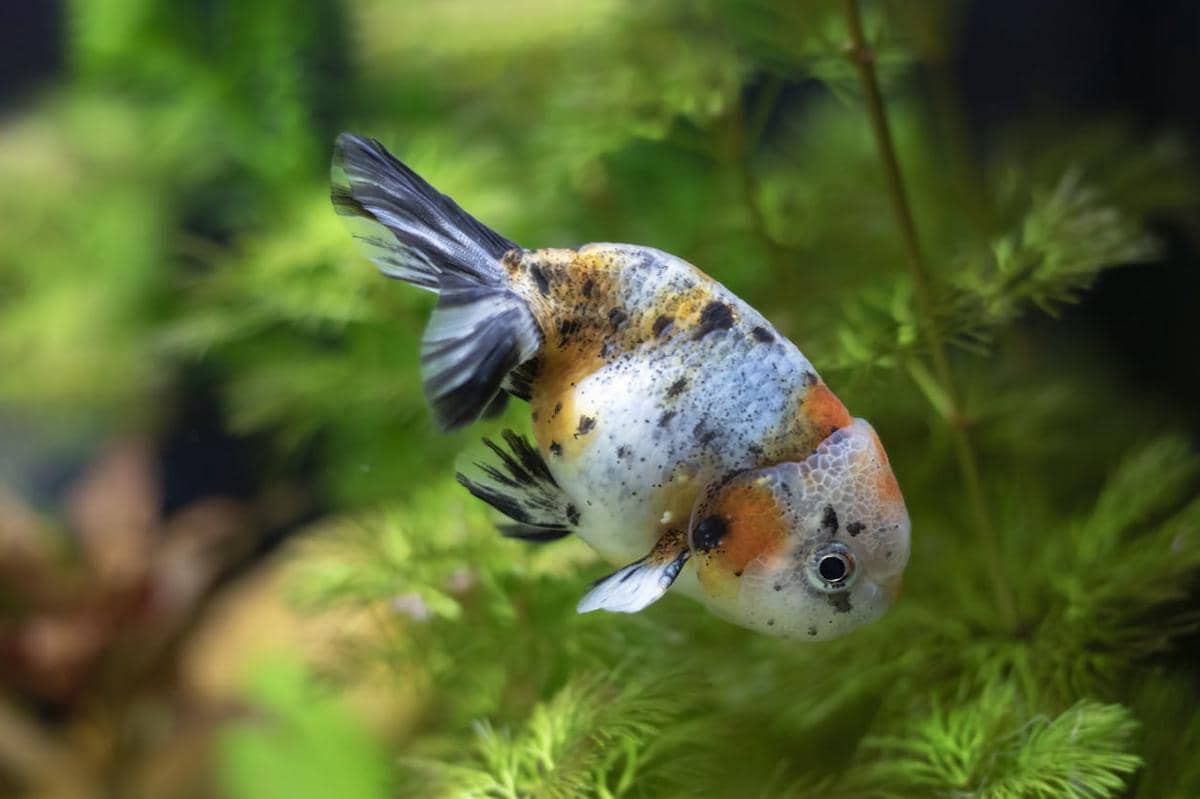 Ranchu goldfish