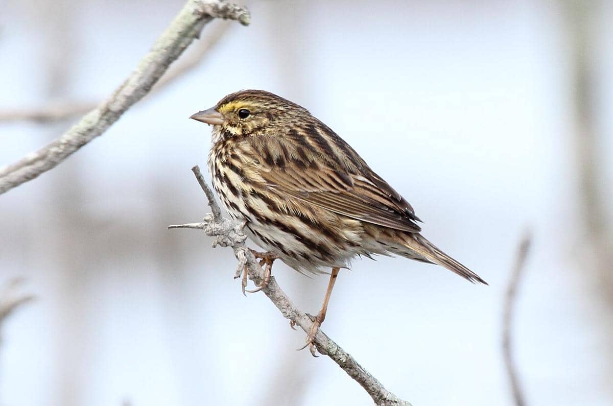burung gereja savana